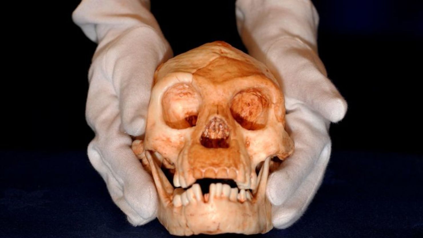 El cráneo del Homo floresiensis tenía aproximadamente el tamaño de un pomelo.