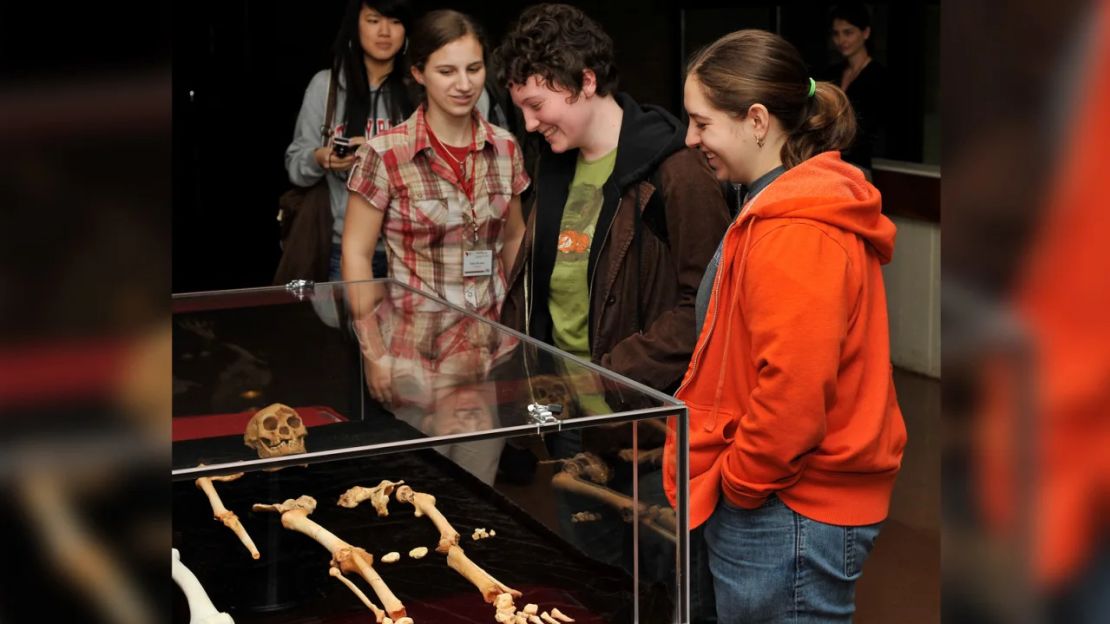 Un molde en 3D del esqueleto de Homo floresiensis en exhibición en la Universidad Stony Brook, parte del sistema de la Universidad Estatal de Nueva York.