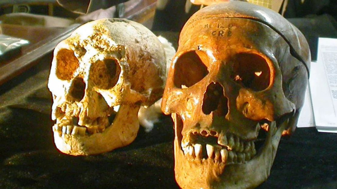 El cráneo (izquierda) de Homo floresiensis se muestra junto al cráneo de un humano moderno en una conferencia de prensa en Yogyakarta, Indonesia, en noviembre de 2004, poco después de que se hiciera público el descubrimiento del hobbit.