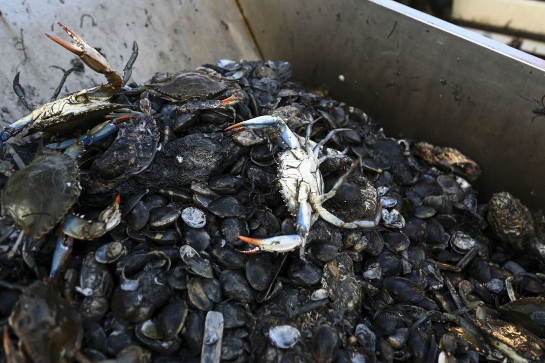 Los cangrejos azules se han estado comiendo el marisco y también los beneficios. Crédito: Piero Cruciatti/AFP/Getty Images