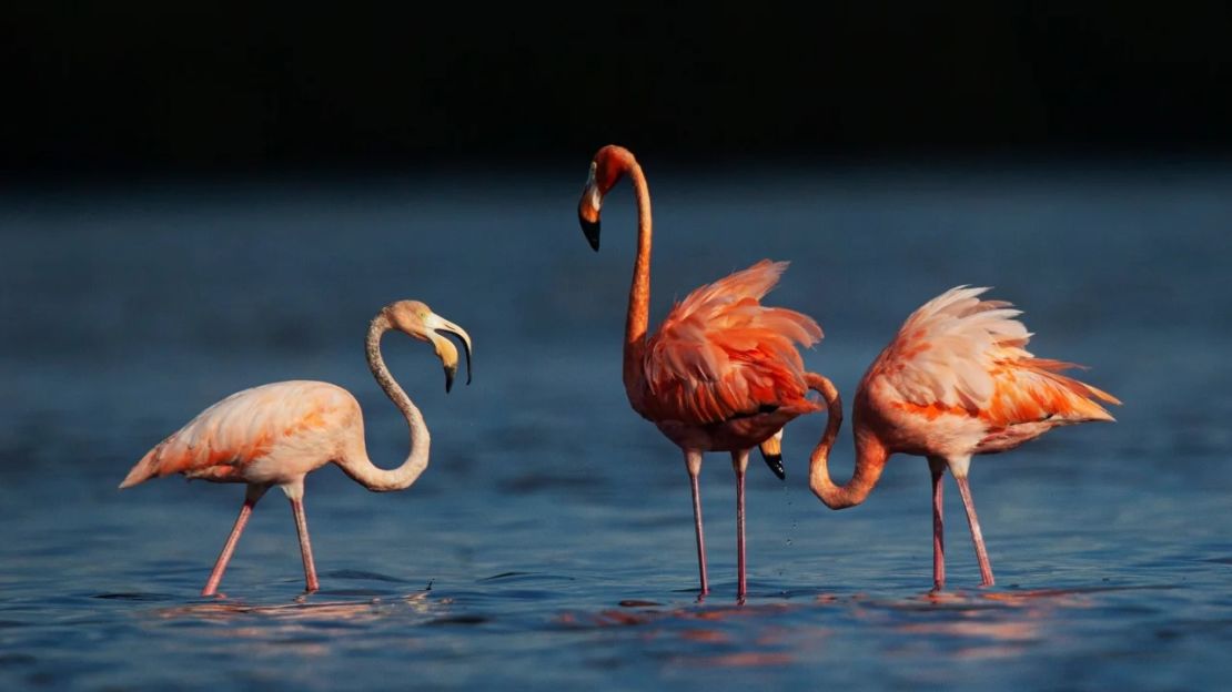 Los flamencos se alimentan y se acicalan en el Parque Estatal Estero Bay Preserve en Estero, Florida, el lunes 4 de septiembre de 2023.