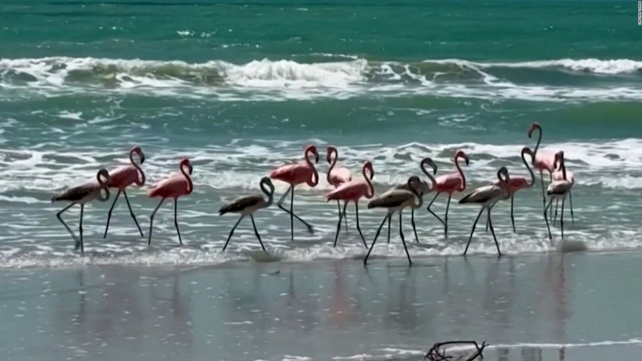 CNNE 1449386 - el huracan idalia trajo flamencos a estados unidos