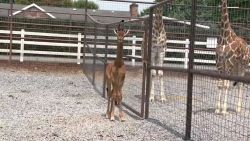 CNNE 1449535 - nace una extrana jirafa sin manchas en un zoologico de tennessee