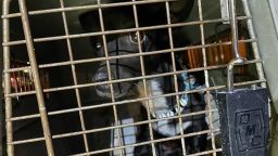 El aeropuerto Hartsfield-Jackson de Atlanta compartió una foto de Maia, la perra que desapareció allí hace 3 semanas y fue encontrada sana y salva el sábado.
