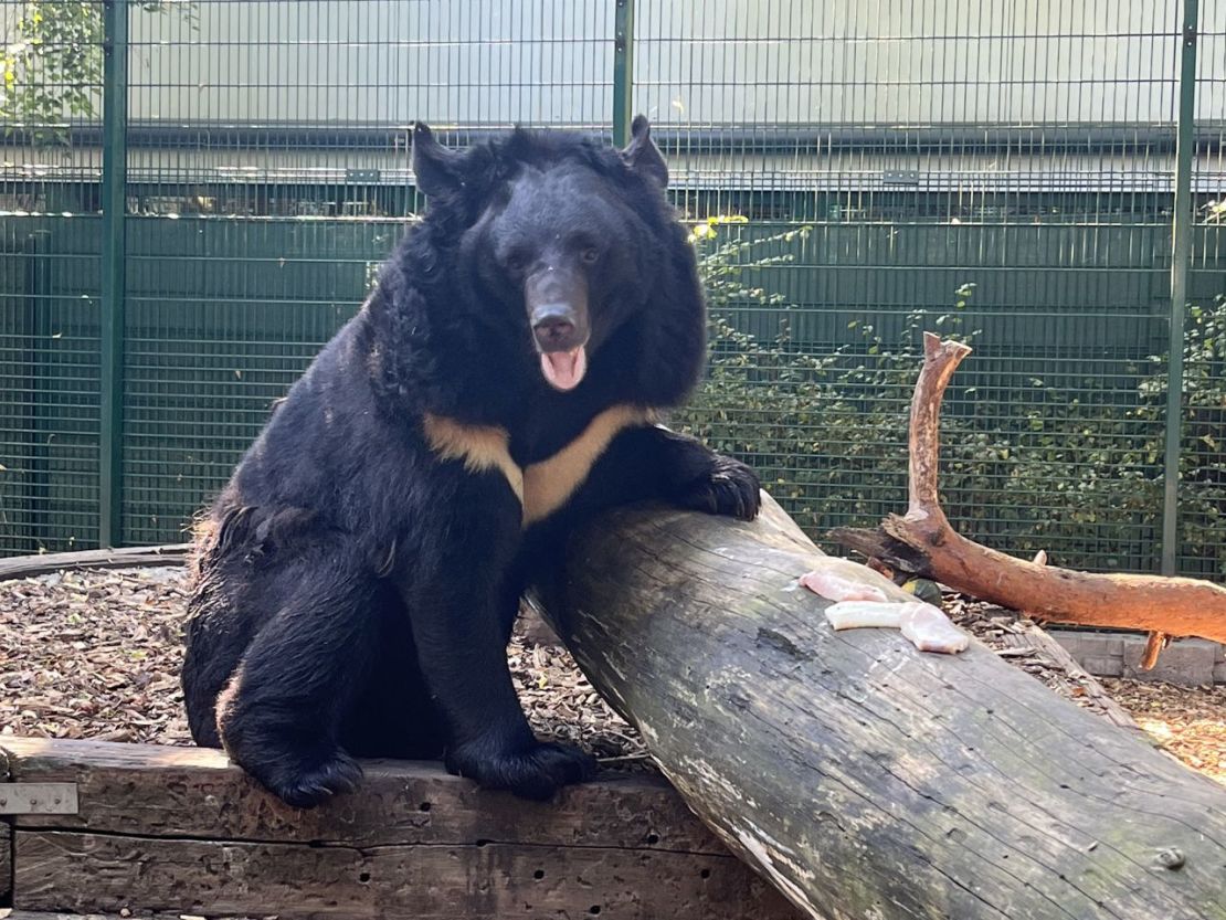 Yampil se recupera en un centro de rescate de animales salvajes en Bélgica. Crédito: Five Sisters Zoo