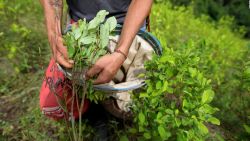 CNNE 1451180 - aumenta el cultivo de coca en colombia