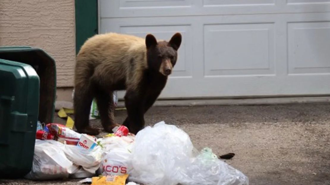 Un oso (no el que fue sacrificado) se mete en un bote de basura afuera de una casa en Colorado. Crédito: Parques y Vida Silvestre de Colorado