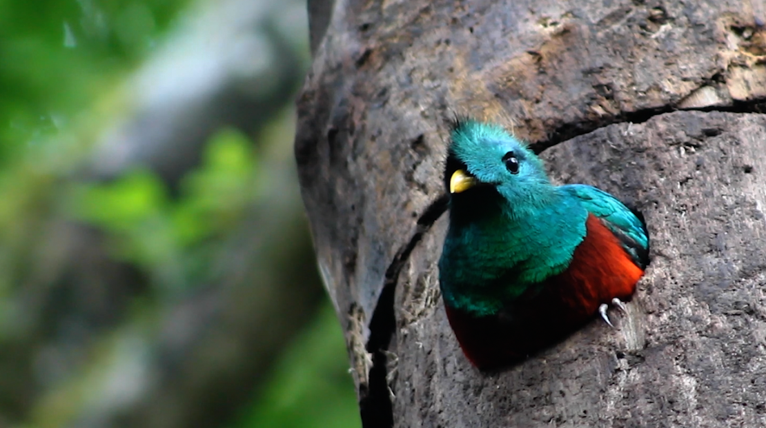 El quetzal es una de las joyas del bosque bosque nuboso de Monteverde,