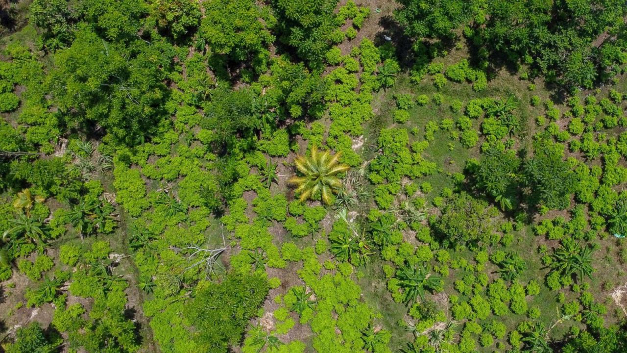 CNNE 1455784 - cultivos de coca en colombia alcanzan un nuevo maximo historico