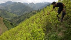 CNNE 1455796 - ¿es posible que colombia despenalice la cocaina?