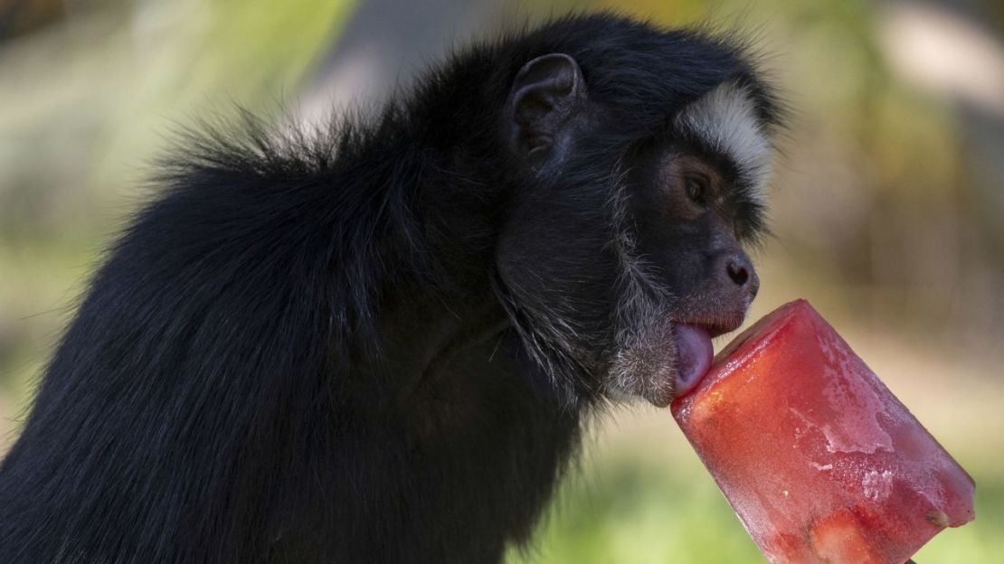 Un mono araña lame una paleta de fruta durante la ola de calor en el Zoo BioPark de Río de Janeiro, Brasil, el 22 de septiembre.