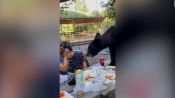 CNNE 1458115 - "compartimos un taco con un oso", video capta el impresionante momento