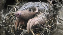 CNNE 1458820 - una nueva esperanza para la conservacion del pangolin