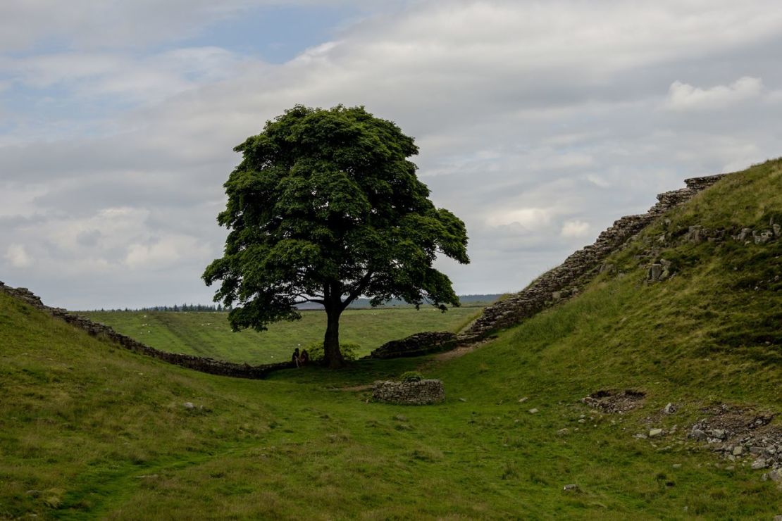 El árbol antes de ser talado. Crédito: Andre Poling/ullstein bild/Getty Images