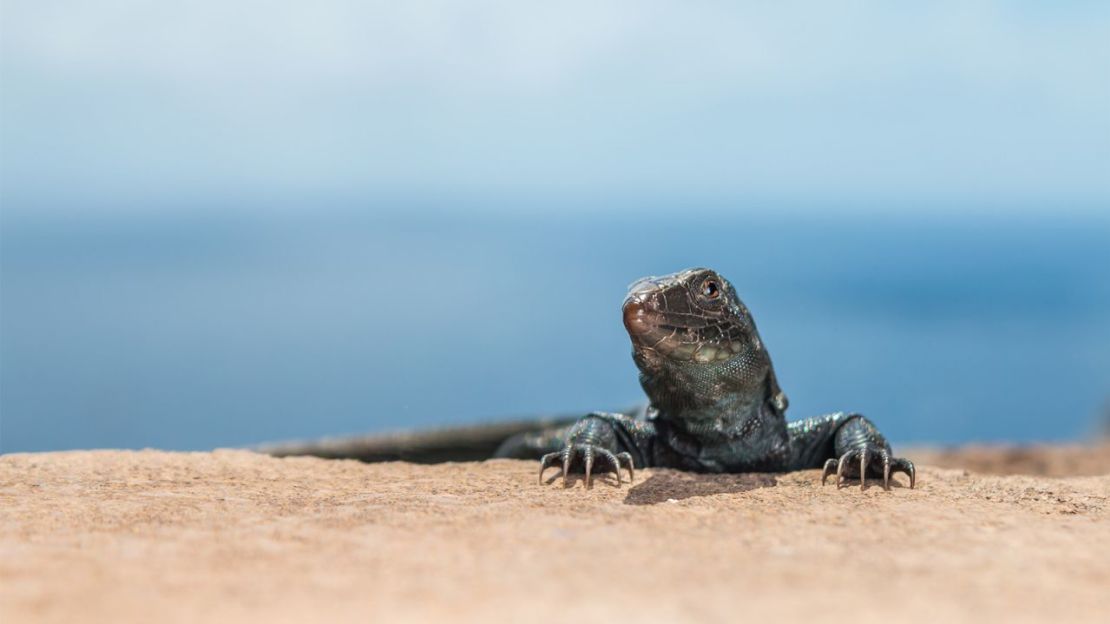 Las poblaciones de lagartos endémicos de la isla se han recuperado desde que se erradicaron las ratas. Crédito: Ed Marshall / Fauna & Flora