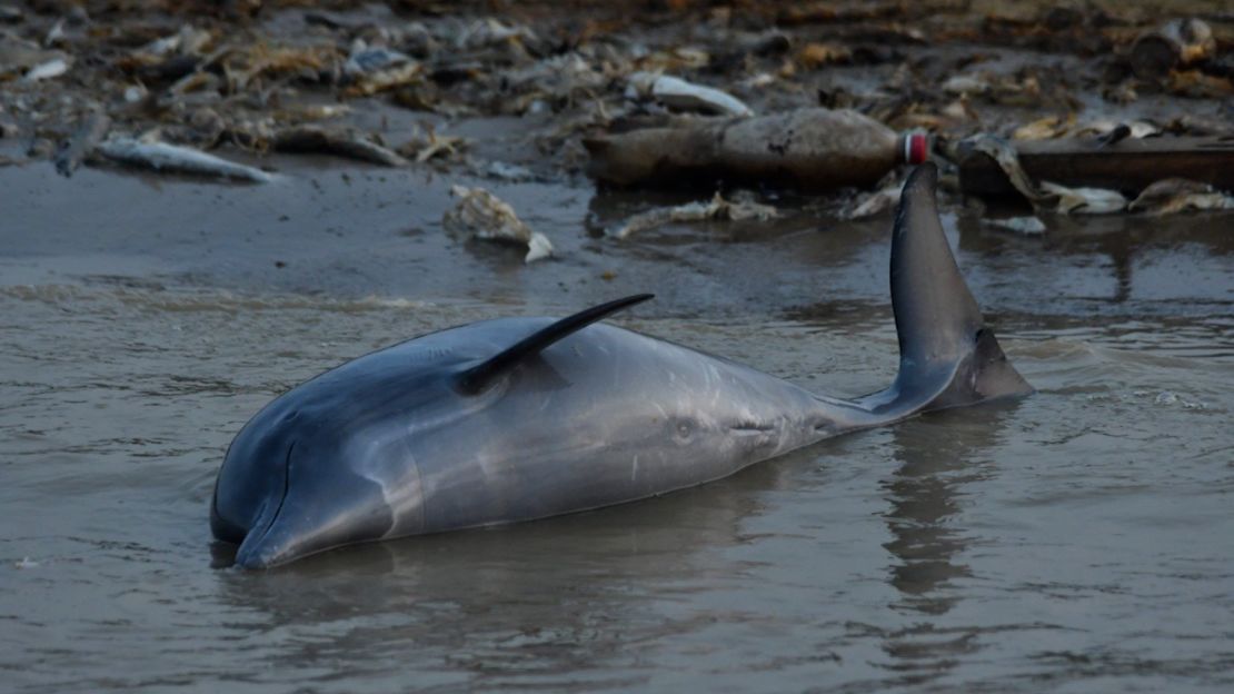 Delfines muertos en las orillas del lago Tefé en Brasil.