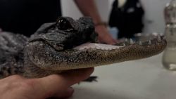 CNNE 1466036 - caiman sin mandibula es aceptado en refugio de florida