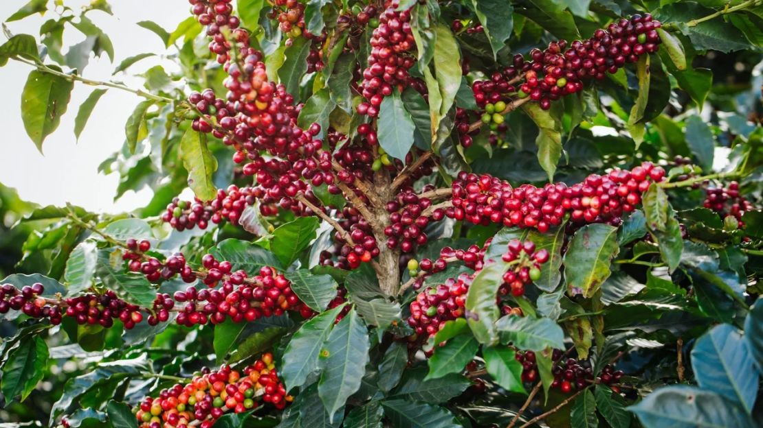 Un cafeto en Hacienda Alsacia.