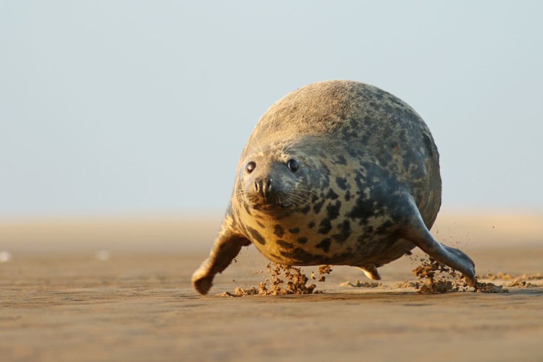 Una foca avanza a toda velocidad por una playa inglesa.