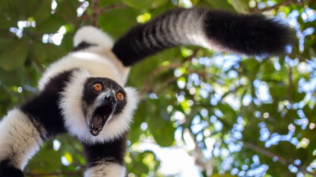 Lémur gritón: esta imagen de un lémur de cuello blanco y negro fue tomada en Madagascar por el fotógrafo ruso Sergei Savvi. Fue preseleccionada como finalista de los Comedy Wildlife Photo Awards 2023.