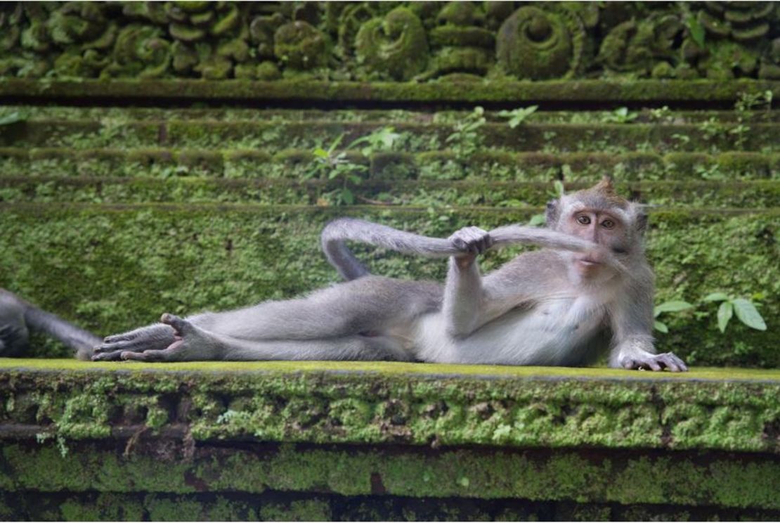 "El dandi de la selva": La fotógrafa belga Delphine Casimir fotografió a este mono juguetón que se hace un bigote con la cola en el bosque de monos de Ubud, en Bali.