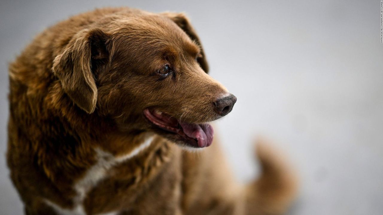 CNNE 1482300 - muere en portugal bobi, el perro mas viejo del mundo