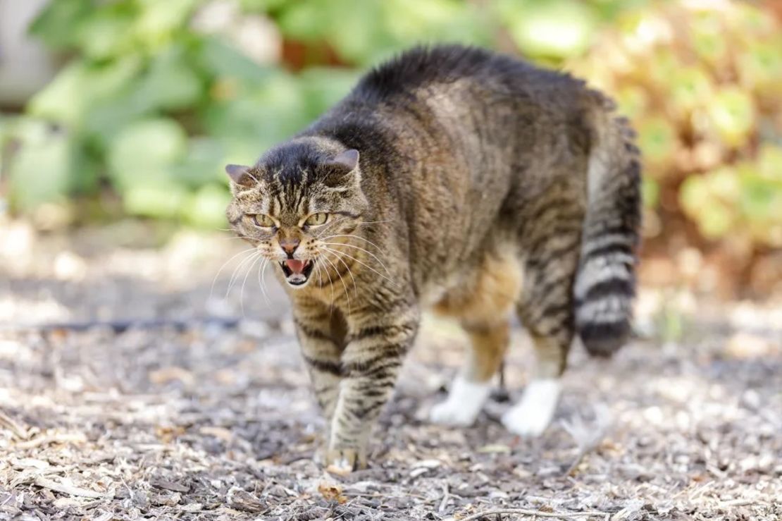 Un gato agresivo tiene las pupilas contraídas y las orejas pegadas a la cabeza. Crédito: yhelfman/iStockphoto/Getty Images