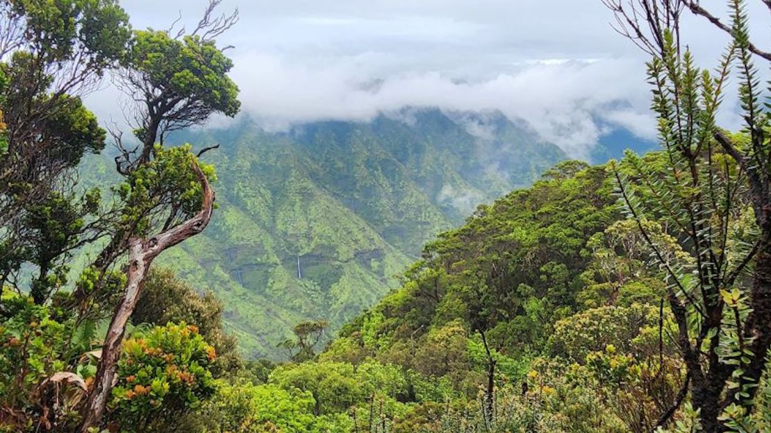 El 'akikiki vive en los exuberantes bosques húmedos montañosos de la isla hawaiana de Kauaʻi.