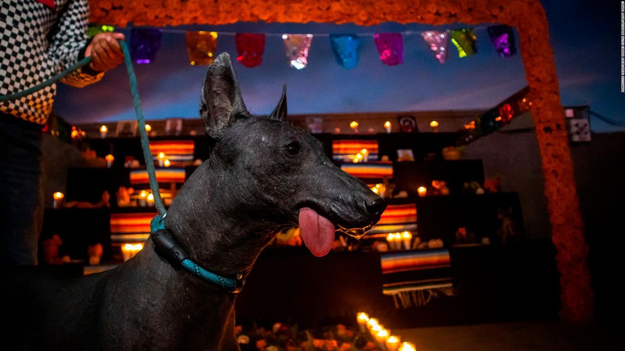 CNNE 1487660 - xoloitzcuintle, el can "afin a la muerte, pero tambien a la vida"