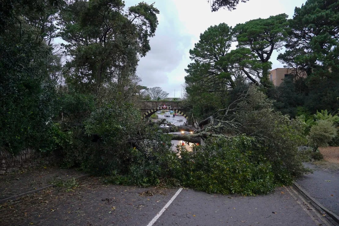 Un árbol derribado por la tormenta Ciarán durante la noche bloqueando la carretera en Castle Hill el 2 de noviembre de 2023 en Falmouth, Cornwall, Inglaterra.