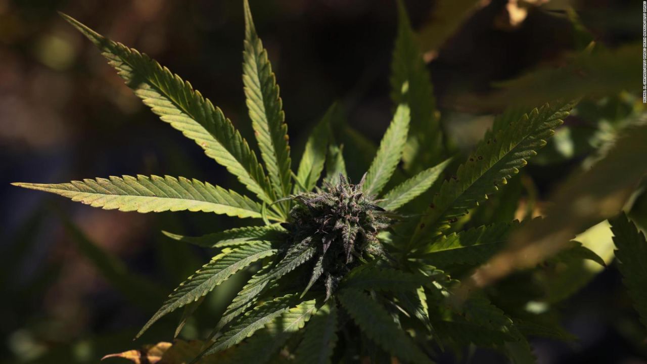CNNE 1497621 - la marihuana aumenta el riesgo de ataques al corazon, segun estudios