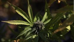 CNNE 1497621 - la marihuana aumenta el riesgo de ataques al corazon, segun estudios