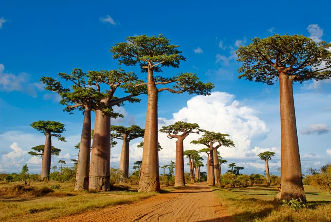 Acércate hasta aquí para contemplar gloriosos baobabs que se extienden hacia el cielo. Crédito: Tuul & Bruno Morandi/The Image Bank RF/Getty Images