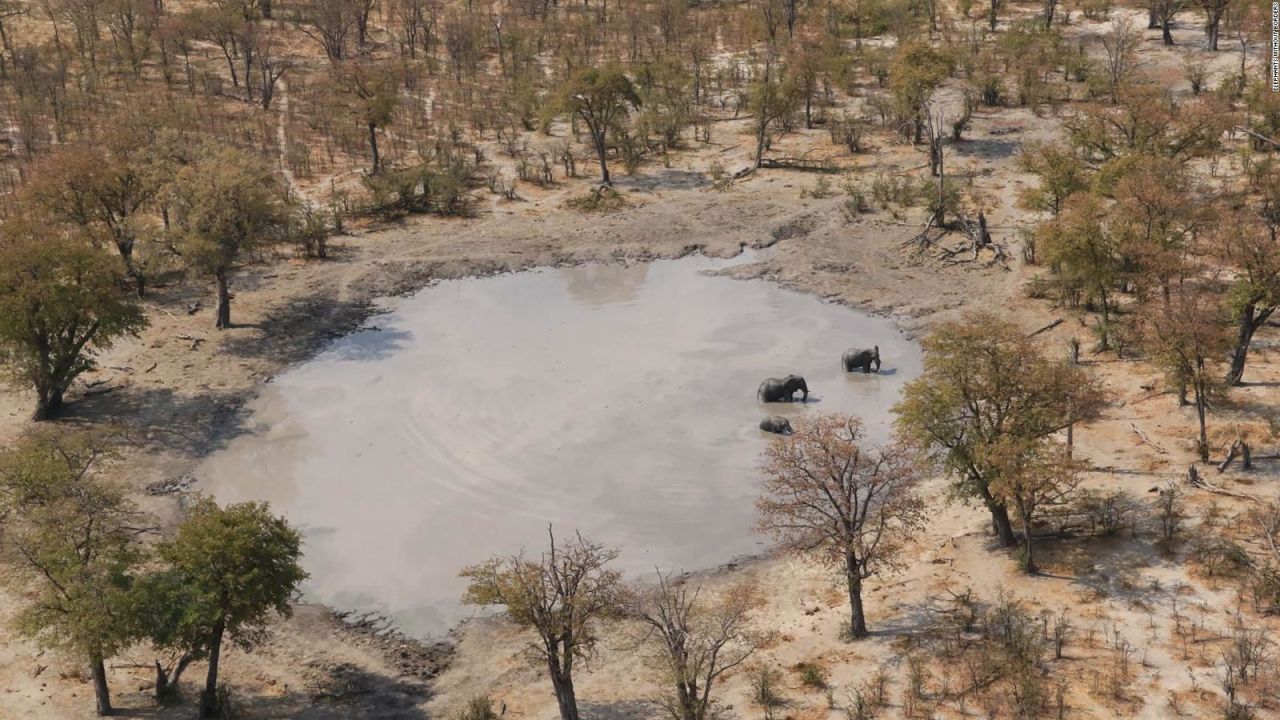 CNNE 1500879 - una bacteria, causa de la muerte de elefantes en africa