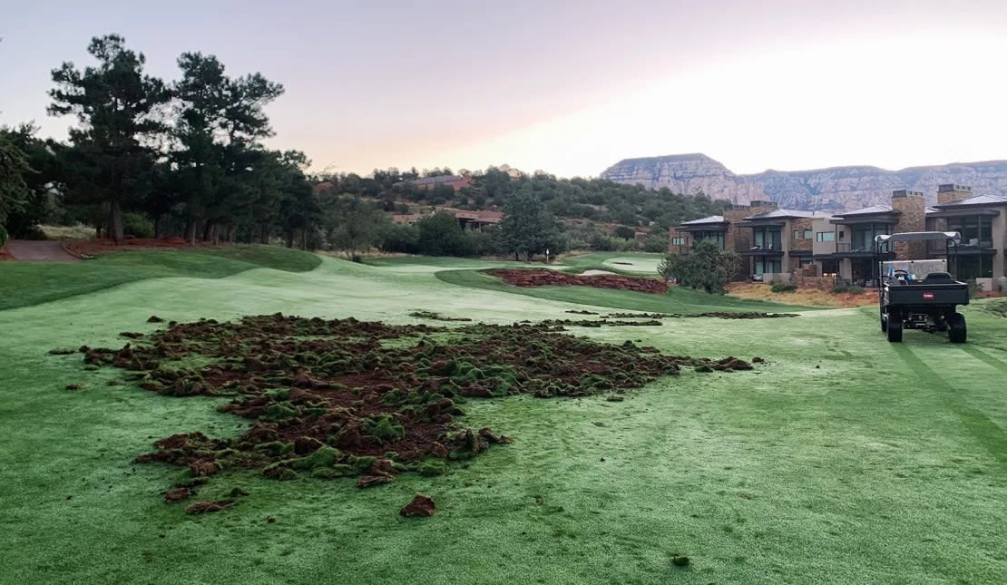 Los pecaríes han demostrado ser invitados caros en Seven Canyons.