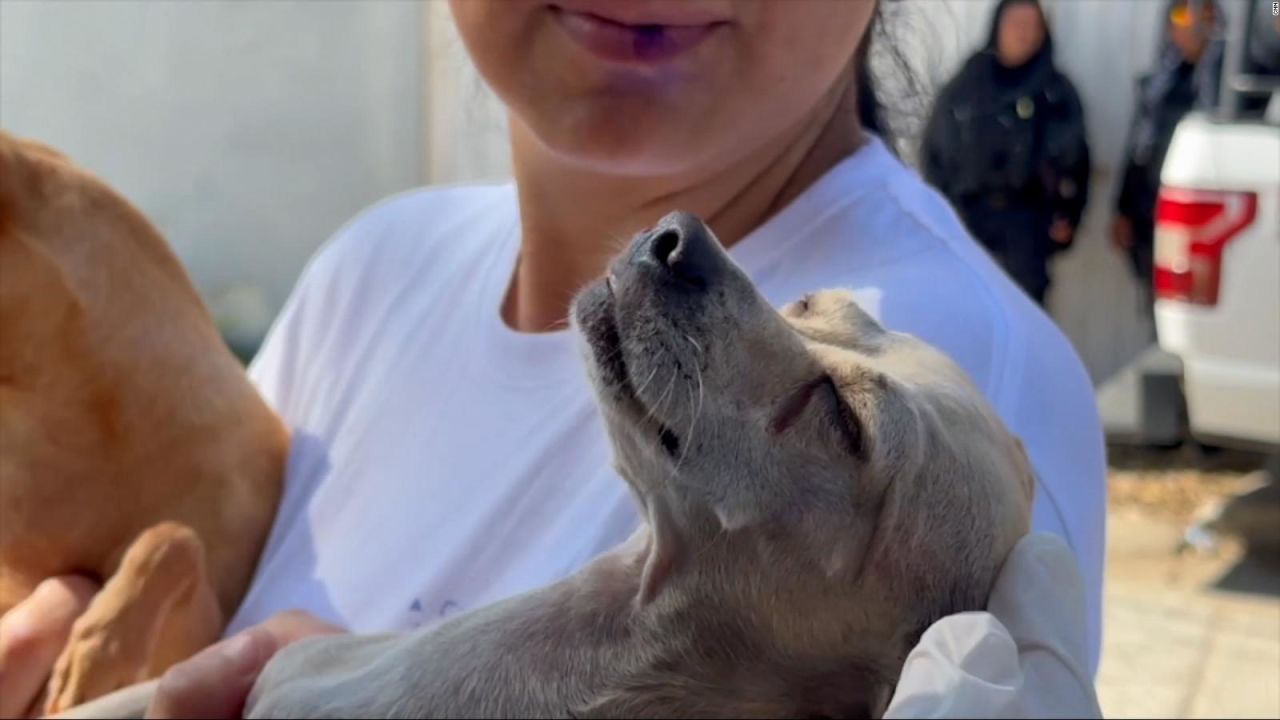 CNNE 1501425 - tras la devastacion de otis rescatistas buscan ayudar a animales