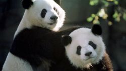 Los pandas Yang Yang, izquierda, y Lun Lun juegan juntos en el Zoológico de Atlanta en noviembre de 1999. Desde entonces, se han convertido en padres de siete cachorros de panda gigante nacidos en el Zoológico de Atlanta, según esa instittución. Crédito: Steve Schaefer/AFP/Getty Images