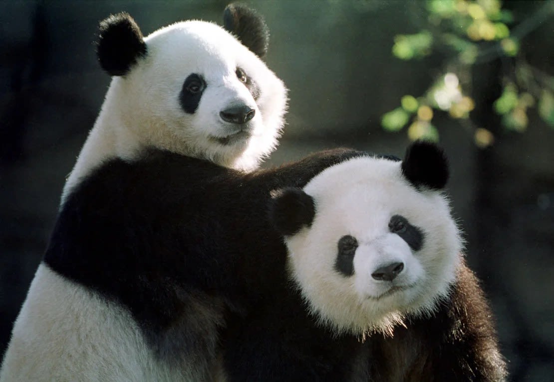 Los pandas Yang Yang, izquierda, y Lun Lun, juegan juntos en el Zoológico de Atlanta en noviembre de 1999. Desde entonces, se han convertido en padres de siete cachorros de panda gigante nacidos en el Zoológico de Atlanta, según el zoológico.
