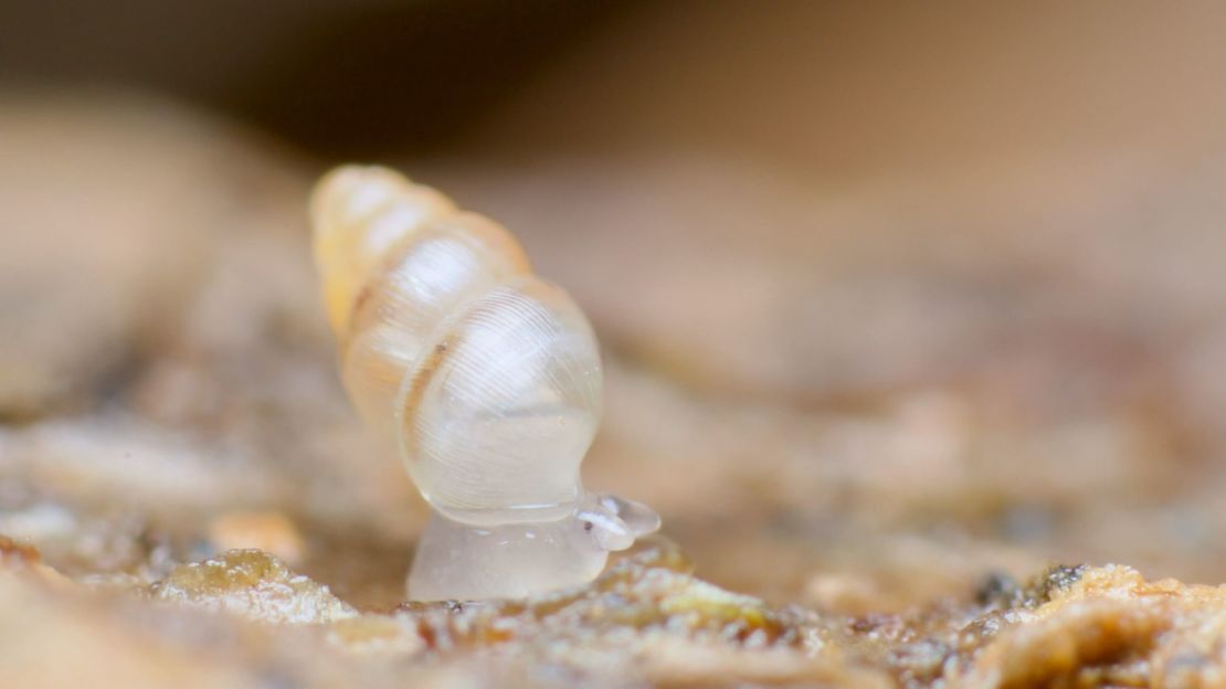 Un caracol heraldo delgado, una especie europea común. Los adultos miden hasta dos milímetros.