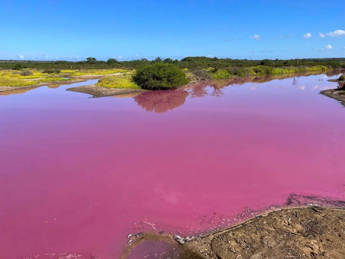 El Refugio Nacional de Vida Silvestre Kealia Pond el 8 de noviembre.