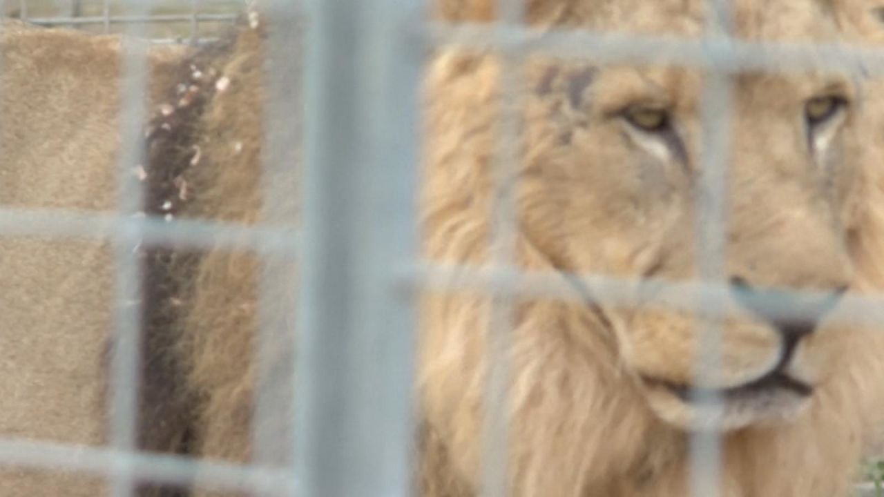 CNNE 1507714 - capturan a un leon de circo tras 5 horas suelto