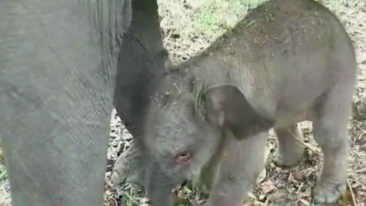 CNNE 1508204 - nace elefante de sumatra, especie en peligro de extincion