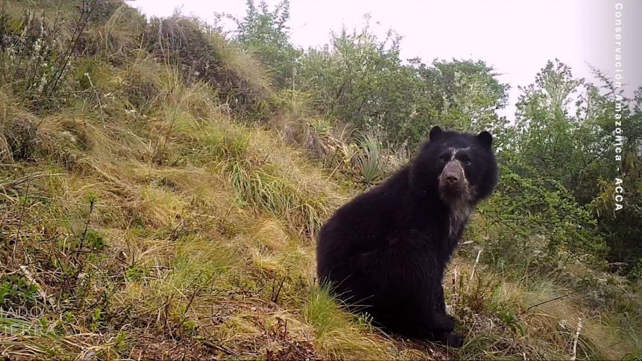 CNNE 1508731 - salvar al oso andino, el sueno de infancia de esta biologa