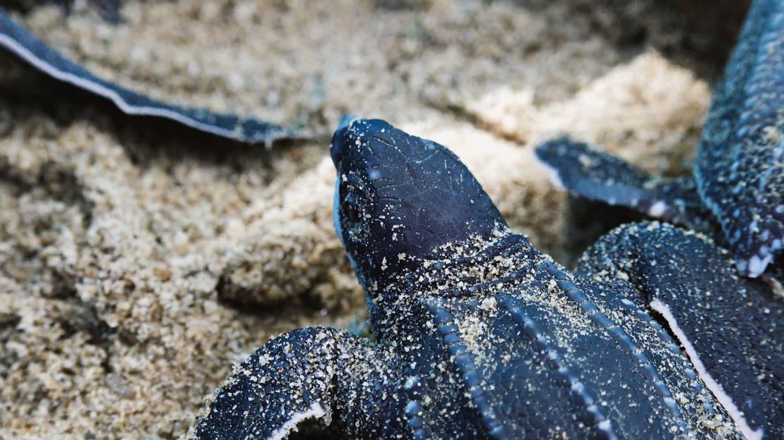 La población trabaja para preservar los huevos y acompañar el proceso hasta que los tortuguillos entran al mar.