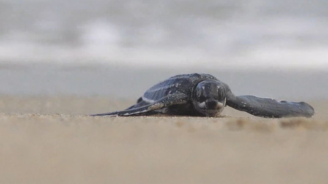 A La Sabana, en la costa caribeña de Venezuela, llegan tortugas marinas de cuatro especies a anidar.