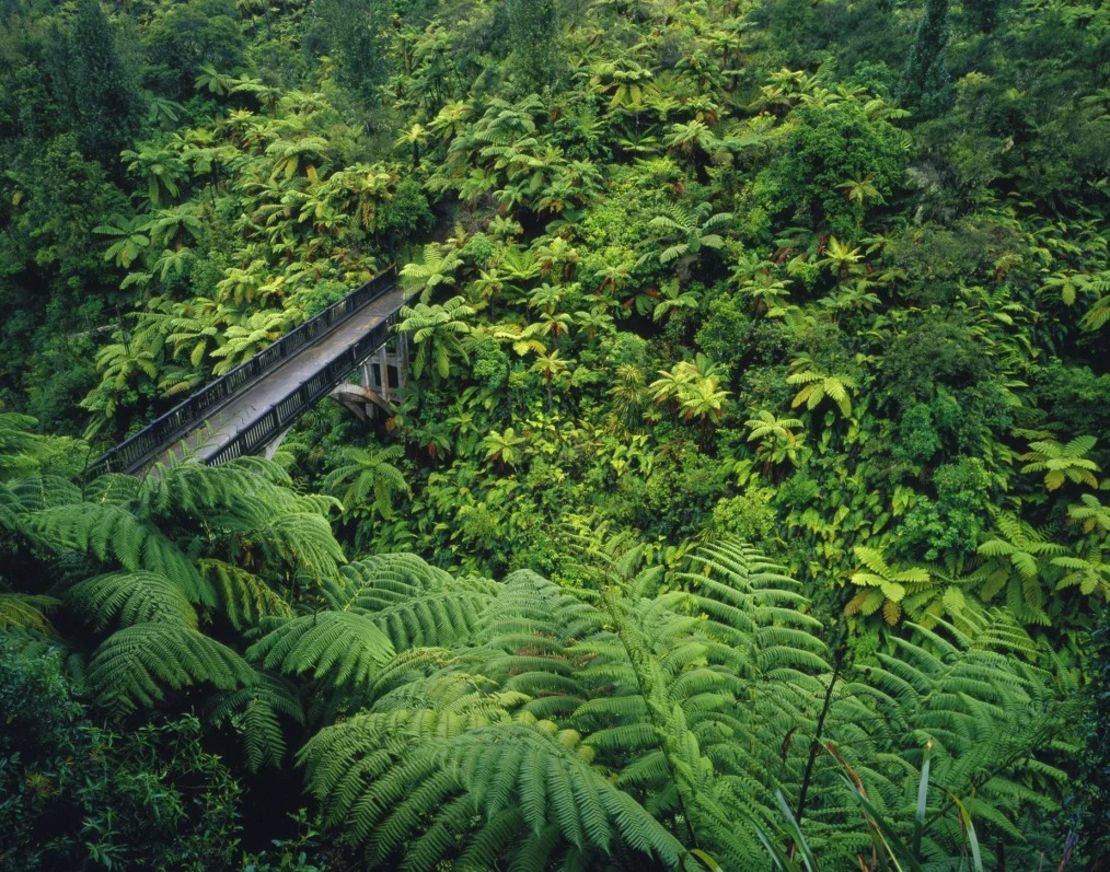 El "Puente a ninguna parte" en el valle de Mangapurua. Crédito: agefotostock/Alamy Stock Photo