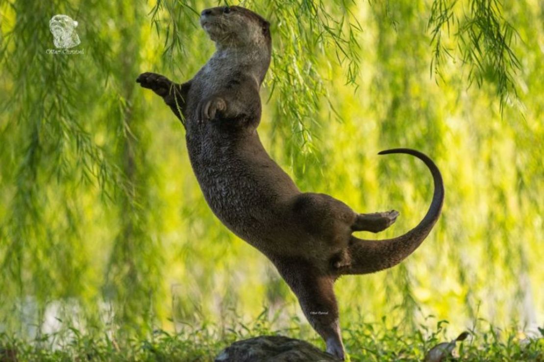 Una nutria bailarina: la nutria de Singapur Kwek ganó la categoría Submarina con esta foto de una nutria de pelaje liso atrapada en un desmayo de ballet.