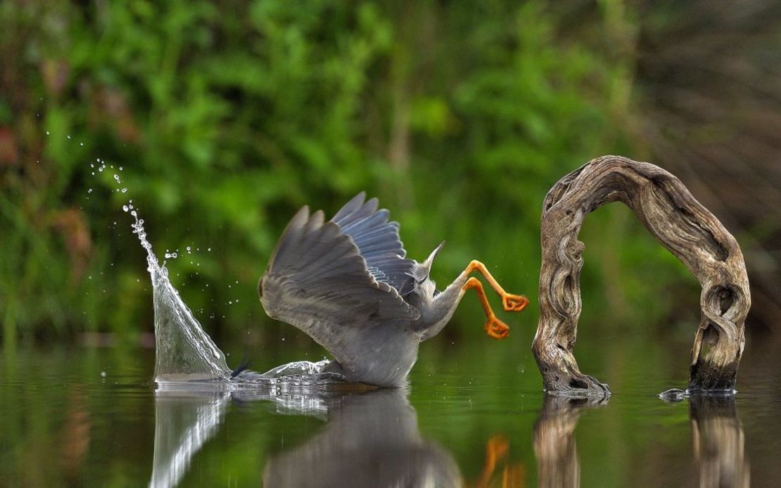 Zambullida inesperada: una garza planta cara en el agua en esta fotografía tomada por el italiano Vittorio Ricci en la reserva privada de caza Zimanga de Sudáfrica.