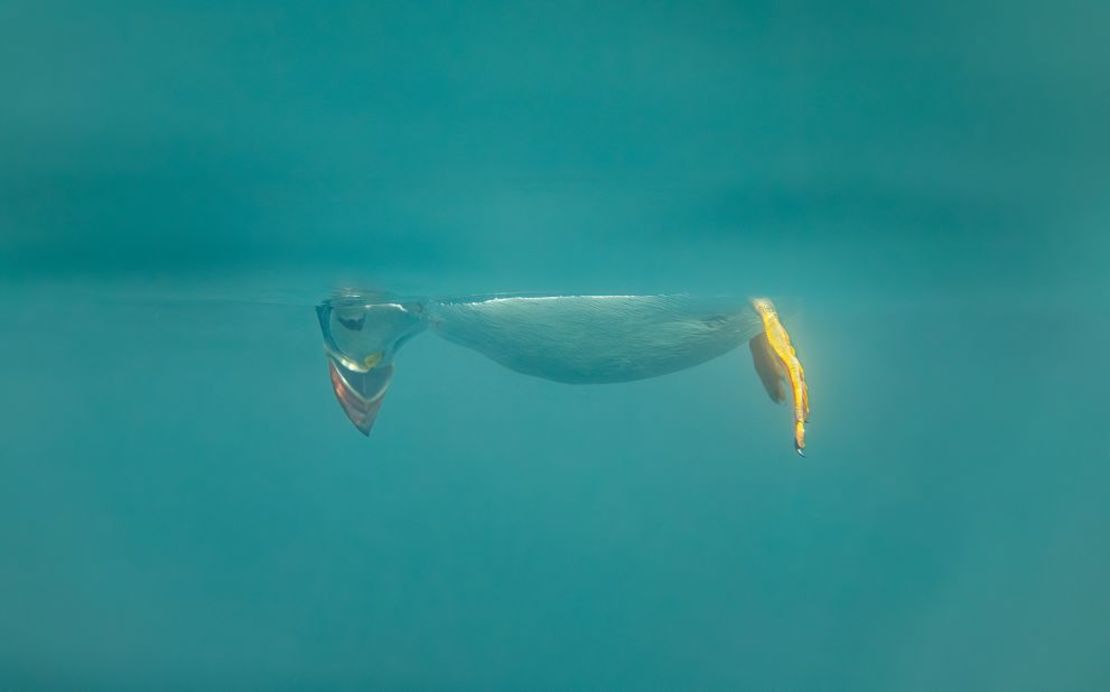 No mires hacia abajo: el fotógrafo Brian Matthews dice que este frailecillo atlántico estaba observando medusas frente a la costa de las Islas Farne en Northumberland, Inglaterra, cuando lo sorprendió haciendo esta "impresión de Snoopy invertida". Muy elogiado.