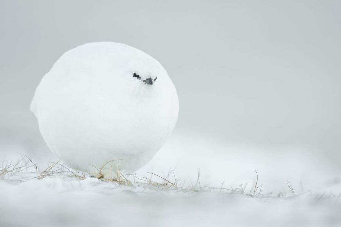 Bola de nieve: este urogallo blanco esférico estaba bien preparado para el frío invernal en esta foto tomada por el francés Jacques Poulard.